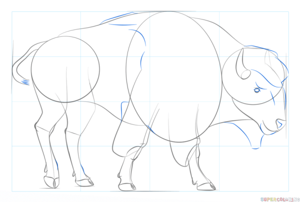 Буйвол поэтапное рисование
