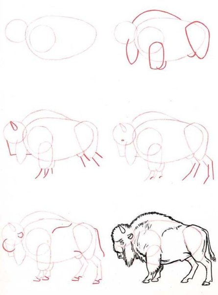 Животные поэтапное рисование карандашом