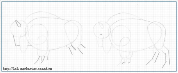 Поэтапный рисунок зубра