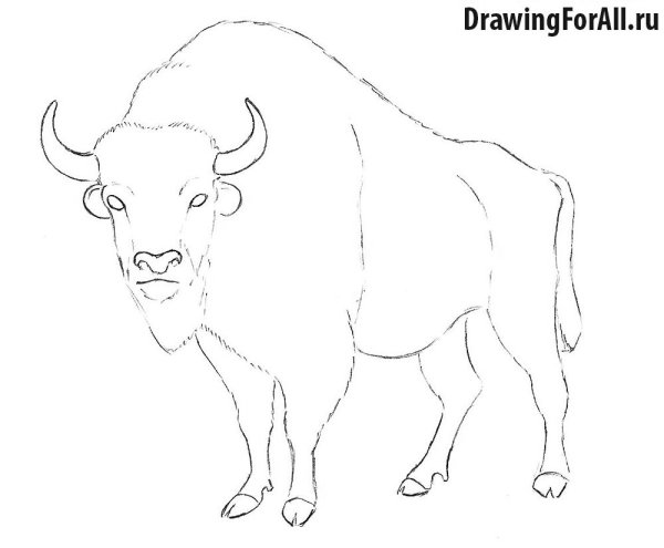 Поэтапное рисование быка