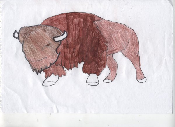 Легкие зубра