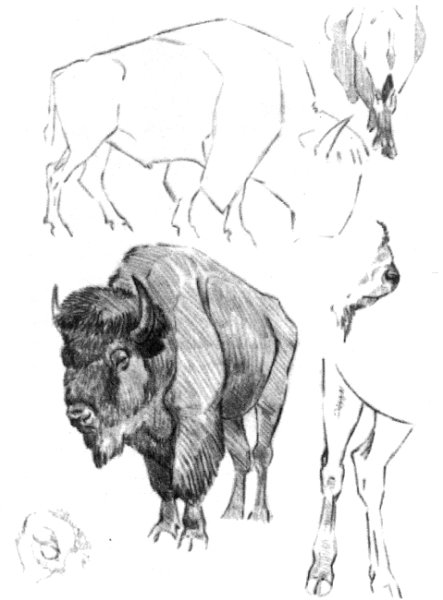 Набросок животные ЗУБР