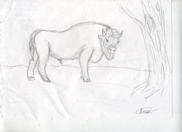 Пошаговое рисование зубра