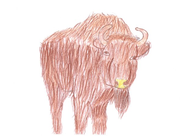 Красивые рисунки зубра