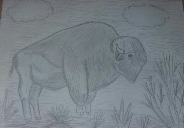 Легкие зубра