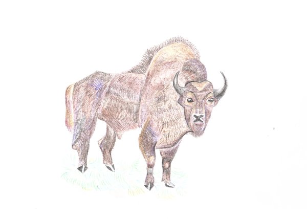 ЗУБР рисунок