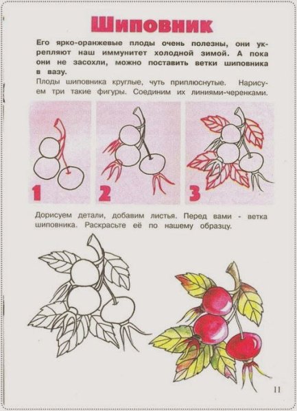 Пошаговое рисование шиповника
