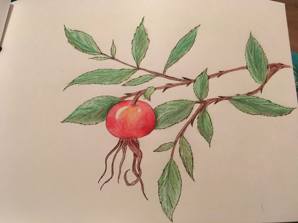 Шиповник рисунок