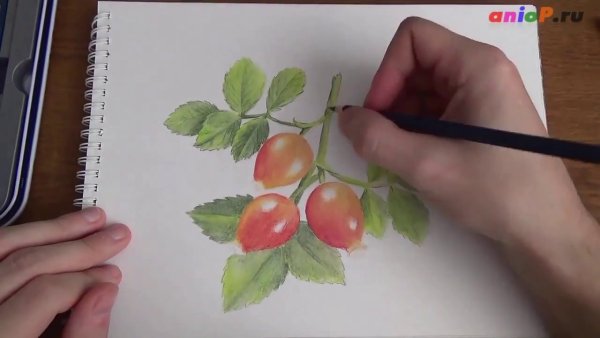 Пошаговое рисование шиповника