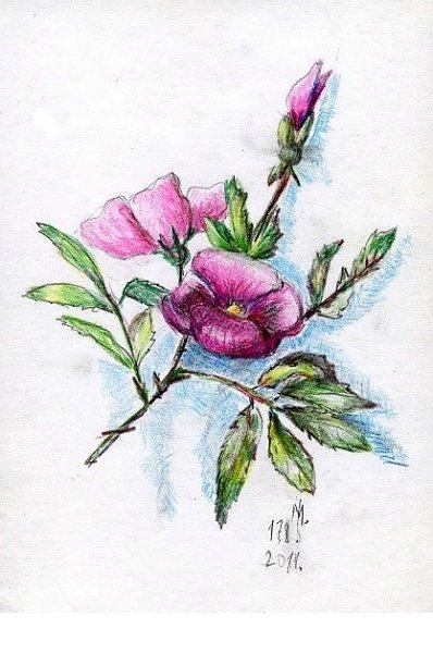 Ветка шиповника рисунок карандашом