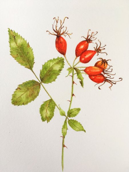 Шиповник Майский Ботанический рисунок