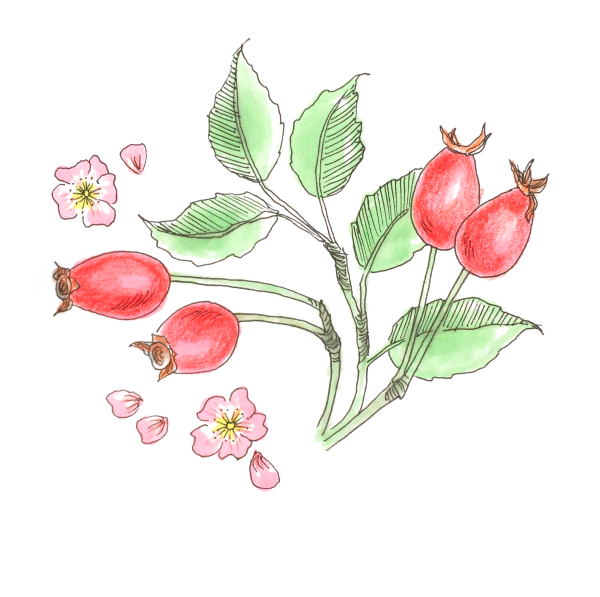 Шиповник мультяшная