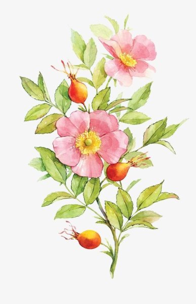Цветы шиповника акварель