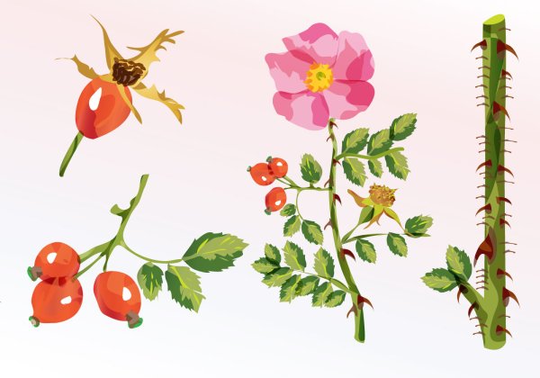 Шиповник рисунок