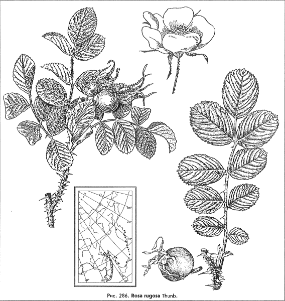 Шиповник морщинистый побег