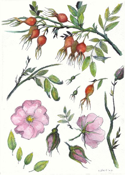 Шиповник Ботаническая живопись ягоды
