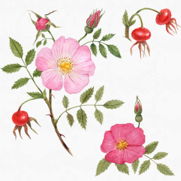 Шиповник Майский акварель