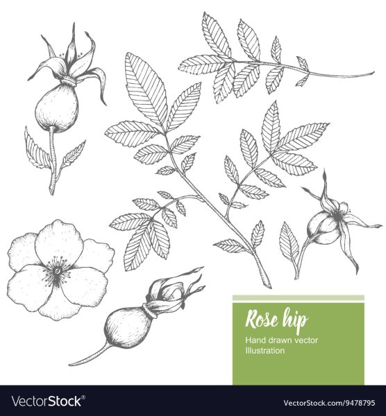 Шиповник скетч