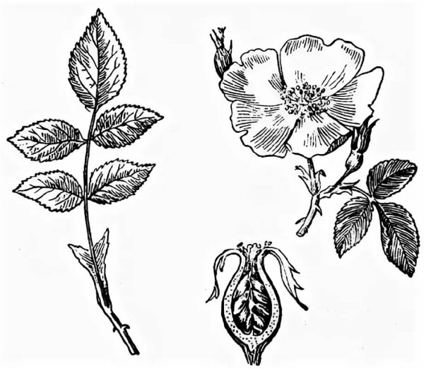 Шиповник плод Розоцветные