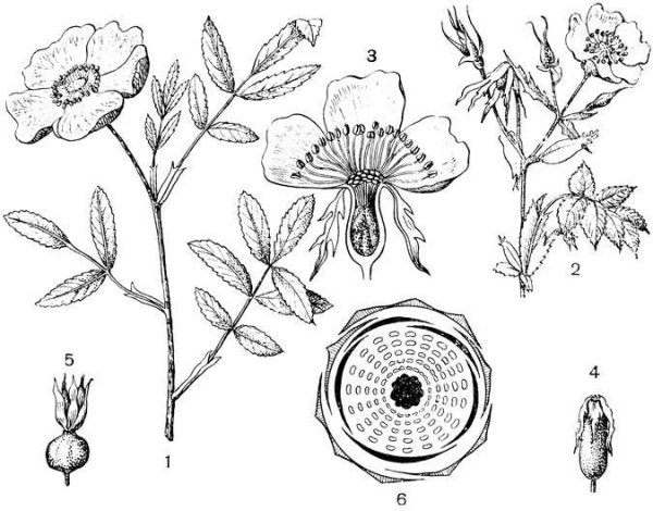 Лапчатка гусиная формула цветка