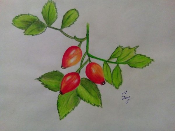 Шиповник срисовать