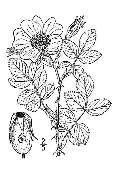 Шиповник раскраска для детей