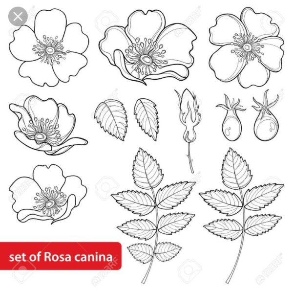 Стилизованный шиповник