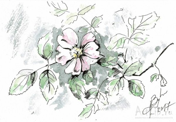 Шиповник Графика