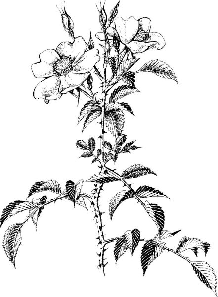 Шиповник Ботаническая иллюстрация