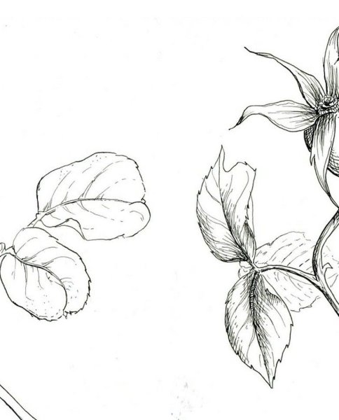 Татуировка шиповник эскизы