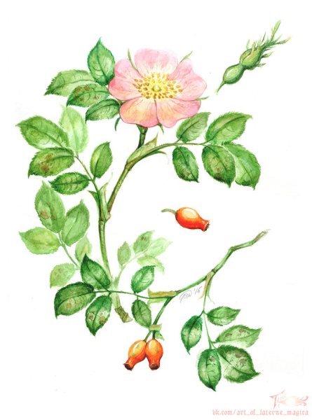 Шиповник морщинистый ботаника