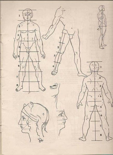 Пропорции человека для рисования