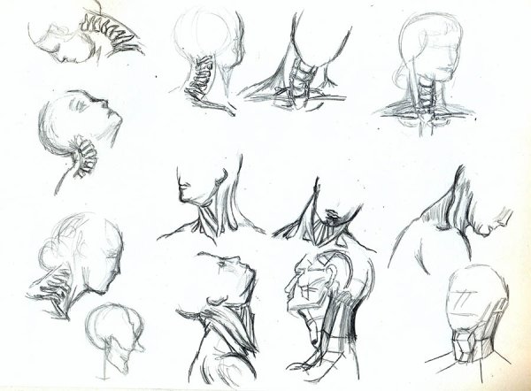 Анатомия шеи для рисования