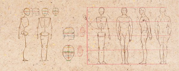 Пропорции человеческого тела