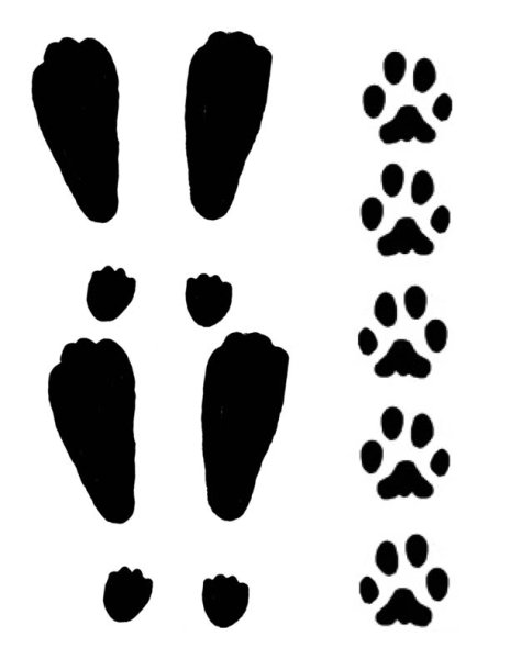 Следы кролика