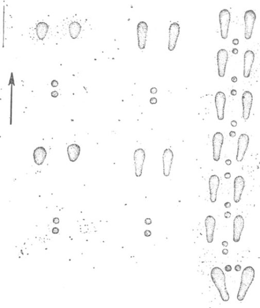 Следы зайца беляка