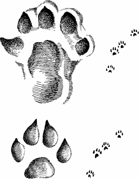 Следы Лесной куницы