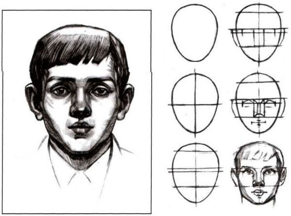 Пропорции головы человека анфас