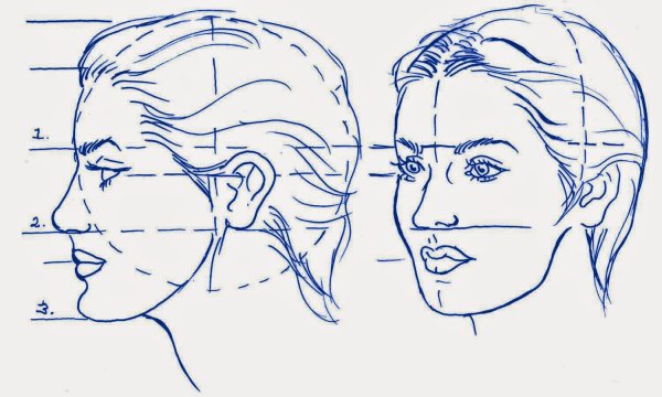 Пропорции женского лица в профиль и анфас