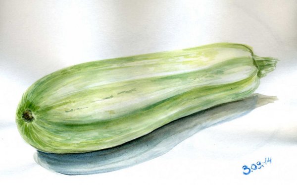 Кабачок акварель