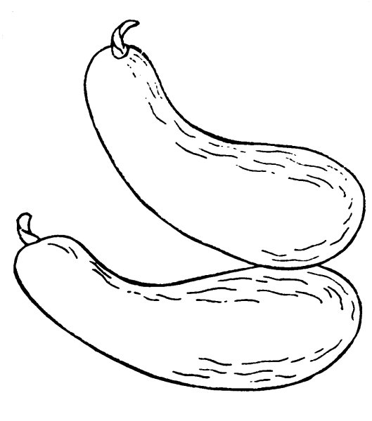 Кабачок раскраска для детей