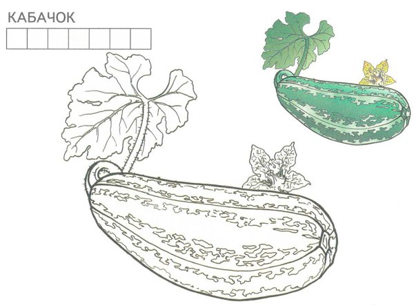 Кабачок раскраска для детей