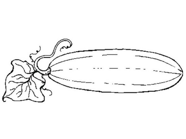 Кабачок раскраска для детей