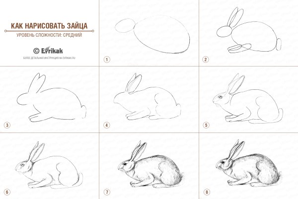 Заяц Беляк поэтапное рисование