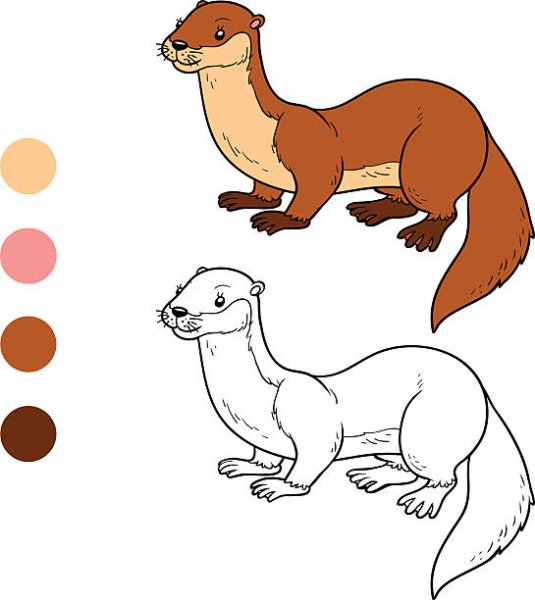 Ласка животное раскраска для детей