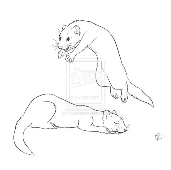 Хорек поэтапное рисование