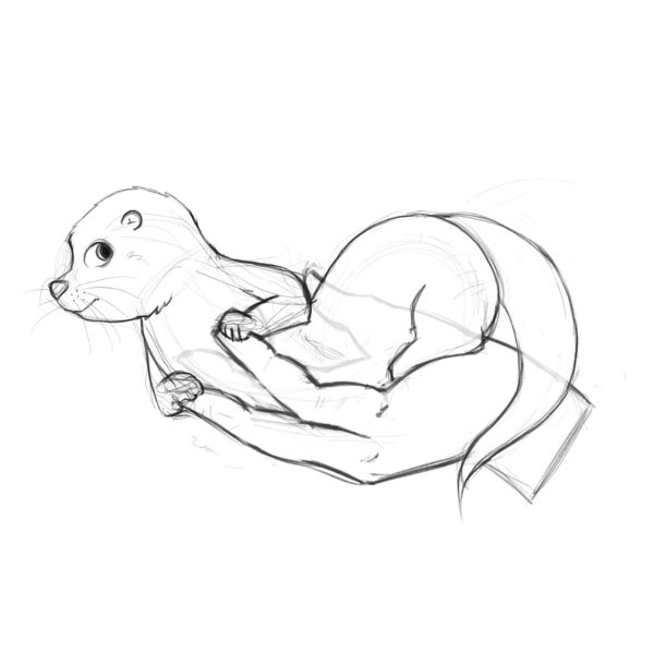 Анатомия выдры для рисования