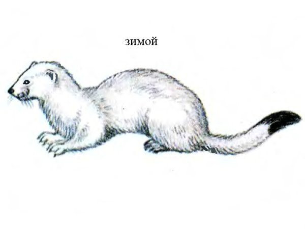 Горностай рисунок