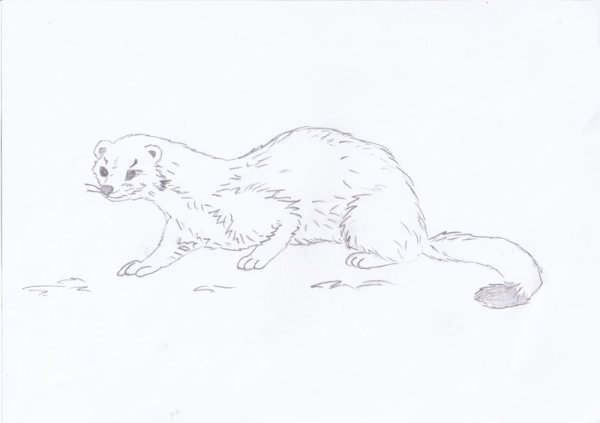 Европейская норка