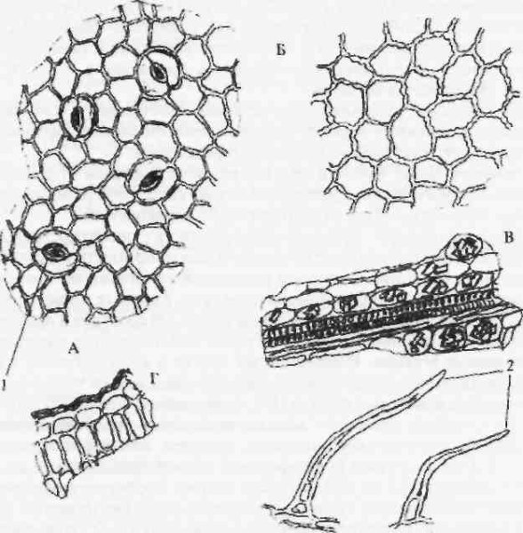 Микроскопия листа фиалки